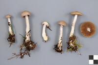 Cortinarius emunctus image